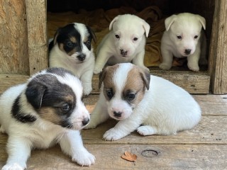 Cuccioli di jack russell terrier