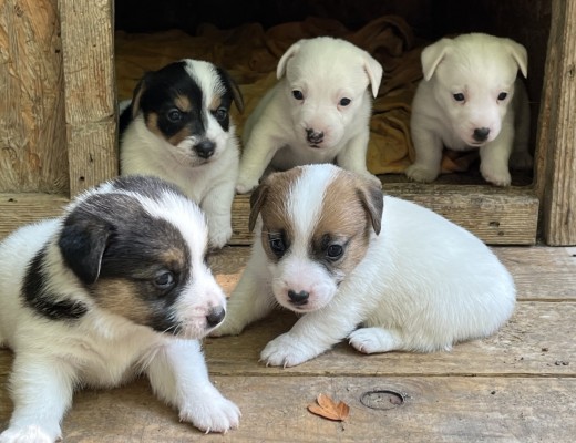 Cuccioli di jack russell terrier