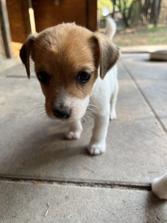 cuccioli-di-jack-russell-terrier-big-1