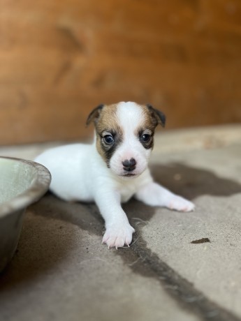 cuccioli-di-jack-russell-terrier-big-7