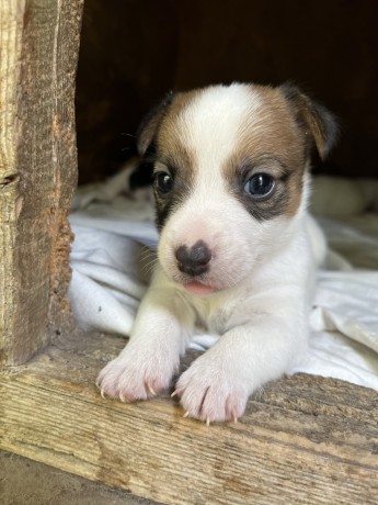 cuccioli-di-jack-russell-terrier-big-6