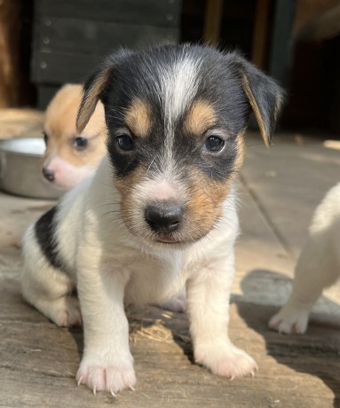 cuccioli-di-jack-russell-terrier-big-4