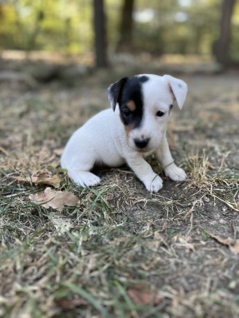 cuccioli-di-jack-russell-terrier-big-2