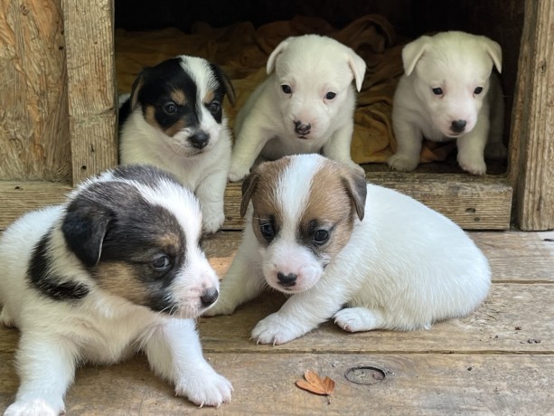 cuccioli-di-jack-russell-terrier-big-0