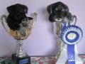 cuccioli-di-schnauzer-nano-nero-argento-small-2