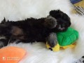 cuccioli-di-schnauzer-nano-nero-argento-small-7