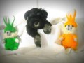 cuccioli-di-schnauzer-nano-nero-argento-small-0