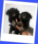 cuccioli-di-schnauzer-nano-nero-argento-small-4