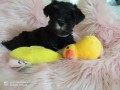 cuccioli-di-schnauzer-nano-nero-argento-small-6