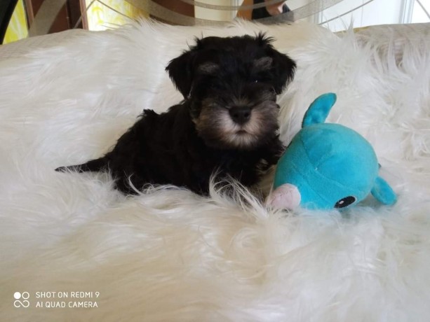 cuccioli-di-schnauzer-nano-nero-argento-big-5