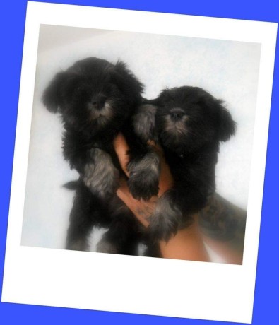 cuccioli-di-schnauzer-nano-nero-argento-big-4