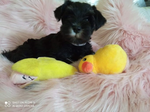 cuccioli-di-schnauzer-nano-nero-argento-big-6