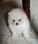 spitz-tedesco-nano-pomerania-small-1