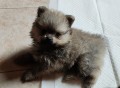 spitz-tedesco-nano-pomerania-small-0