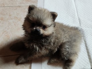 Spitz tedesco nano (Pomerania)