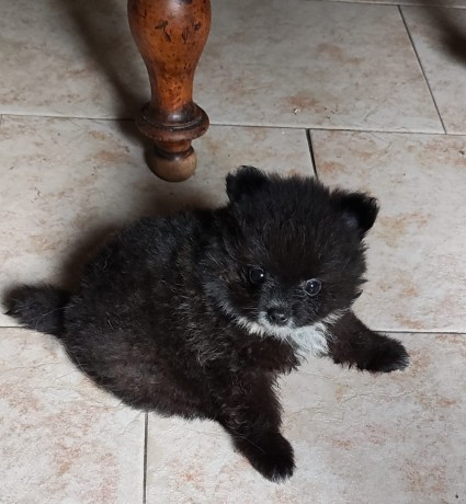 spitz-tedesco-nano-pomerania-big-2