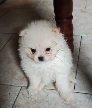 spitz-tedesco-nano-pomerania-big-1