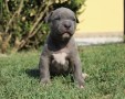 cuccioli-di-american-pit-bull-terrier-ukc-small-4