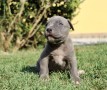 cuccioli-di-american-pit-bull-terrier-ukc-small-3