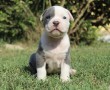 cuccioli-di-american-pit-bull-terrier-ukc-small-0