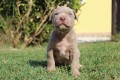 cuccioli-di-american-pit-bull-terrier-ukc-small-6