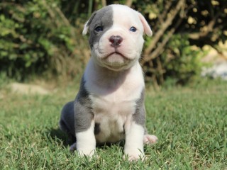 Cuccioli di American Pit Bull Terrier UKC