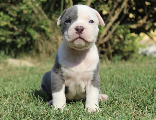 Cuccioli di American Pit Bull Terrier UKC