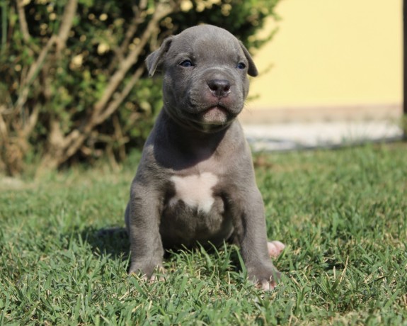 cuccioli-di-american-pit-bull-terrier-ukc-big-4