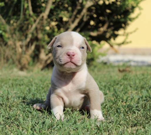 cuccioli-di-american-pit-bull-terrier-ukc-big-2