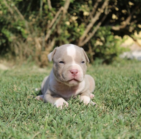 cuccioli-di-american-pit-bull-terrier-ukc-big-1