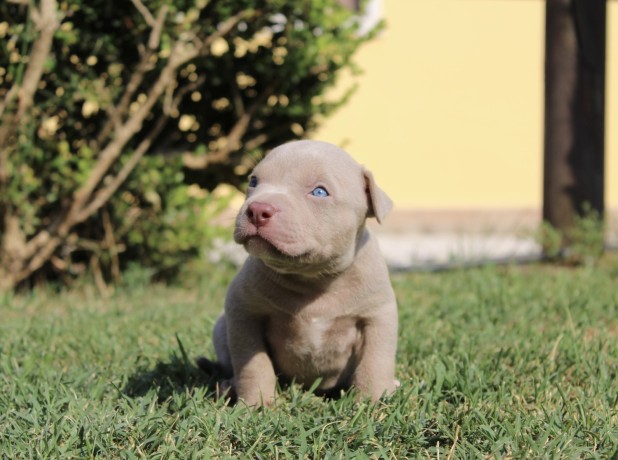 cuccioli-di-american-pit-bull-terrier-ukc-big-5