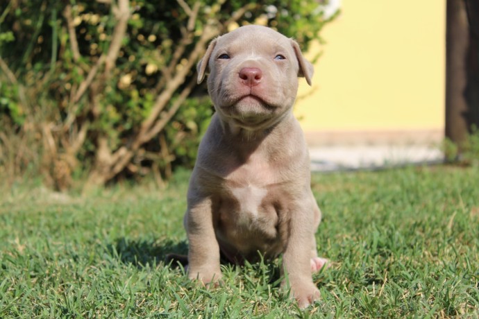 cuccioli-di-american-pit-bull-terrier-ukc-big-6