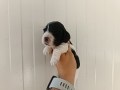 cocker-spaniel-inglese-allevamento-cuccioli-di-casa-petrone-small-3