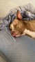 american-pittbull-terrier-small-0