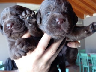 Labrador choccolat cuccioli