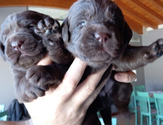 Labrador choccolat cuccioli