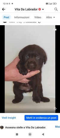 labrador-choccolat-cuccioli-big-2