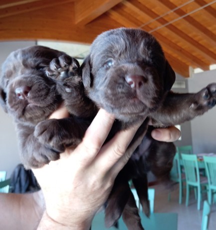 labrador-choccolat-cuccioli-big-0