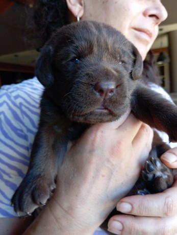 labrador-choccolat-cuccioli-big-1