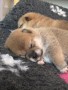 cuccioli-di-shiba-disponibili-small-0