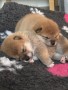 cuccioli-di-shiba-disponibili-small-1