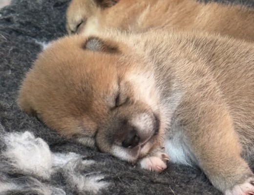 Cuccioli di shiba disponibili