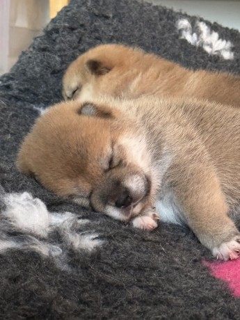 cuccioli-di-shiba-disponibili-big-0