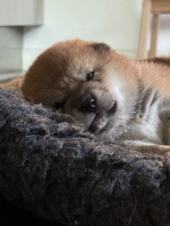 cuccioli-di-shiba-disponibili-big-2