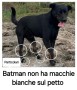 smarrito-batman-small-0