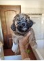 cucciolo-maschio-di-lhasa-apso-small-0