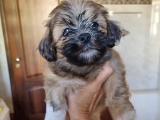 Cucciolo maschio di Lhasa Apso