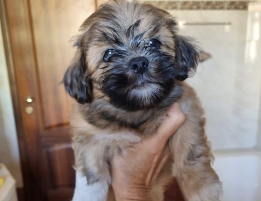 Cucciolo maschio di Lhasa Apso