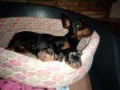 allevamento-amatoriale-zwergpinscher-di-grieco-silvia-small-1