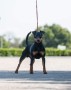 allevamento-amatoriale-zwergpinscher-di-grieco-silvia-small-4